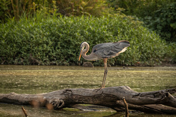 Great Blue Heron stands on a tree stump in the marsh