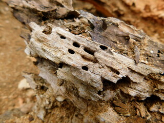 Rotting wood eaten by bugs