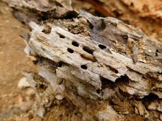 Rotting wood eaten by bugs