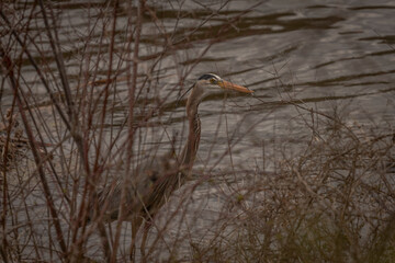 Great Blue Heron hides among the reeds
