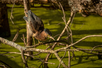 Green Heron stretches while standing on a tree branch