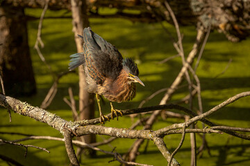 Green Heron stretches while standing on a tree branch