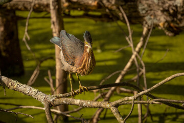 Green Heron stretches while standing on a tree branch