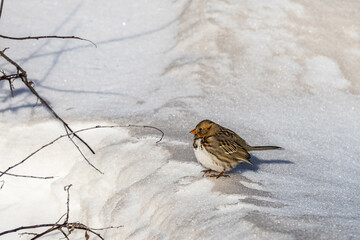 bird in the snow