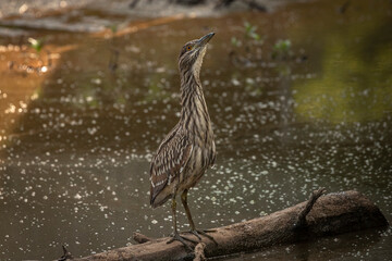 Portrait of a juvenile Black-crowned Night Heron