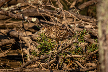 Juvenile Black-crowned Night Heron fishes in the marsh