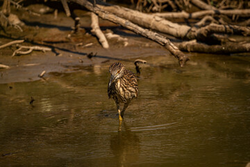 Juvenile Black-crowned Night Heron fishes in the marsh