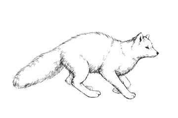 Vector hand-drawn illustration of polar fox in engraving style. Black and white sketch of wild arctic animal. - 556140867