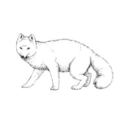Vector hand-drawn illustration of polar fox in engraving style. Black and white sketch of wild arctic animal. © mashikomo