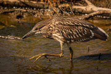 Juvenile Black-crowned Night Heron fishes in the marsh