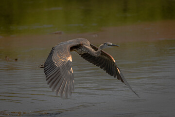 Great Blue Heron flies over the marsh