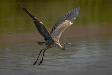 Great Blue Heron flies over the marsh