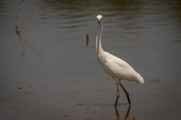 Juvenile Little Blue Heron walks through the marsh