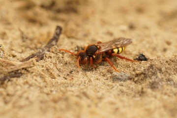 Closeup on a black female horned mason bee Osmia cornuta inside a yellow dandelion flower