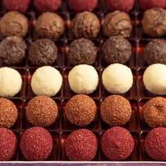 Colorful chocolate truffles with cocoa powder