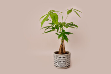 A Money Tree plant Pachira Aquatica. Green pachira aquatica leaves on beige background, pachira