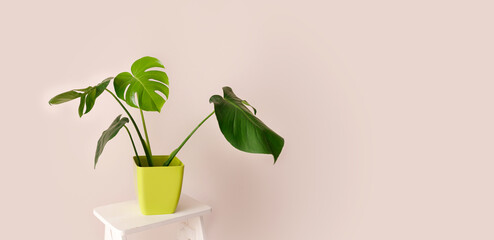 Beautiful monstera flower in a green pot stands on a wooden table on a beige background
