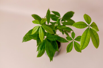 A Money Tree plant Pachira Aquatica. Green pachira aquatica leaves on beige background, pachira