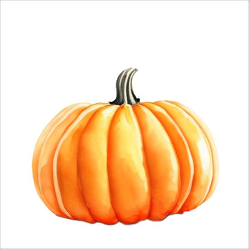 Fresh Pumpkin Isolated Watercolor Painting Illustration Vector
