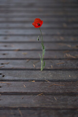 red poppy on wooden table