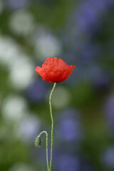 red poppy in the garden