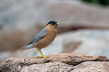 Brahminy myna or Sturnia pagodarum photographed in Hampi
