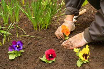 Fototapeta premium Spring planting flowers on the flower beds in the garden..