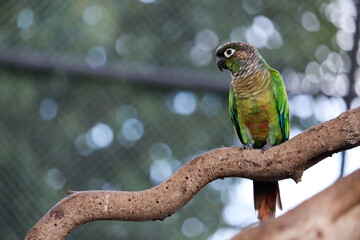 Green-cheeked conure on a tree branch