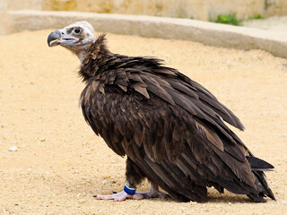 Cinereous vulture (Aegypius monachus) on sandy ground and seen from profile