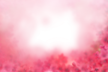 pink cherry blossom flowers frame with white background