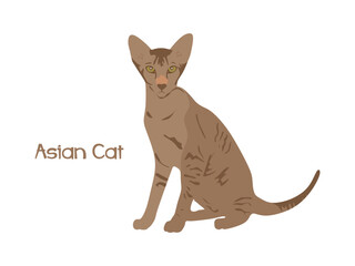Asian cat in flat style. Asian cat illustration isolated on white background. vector illustration