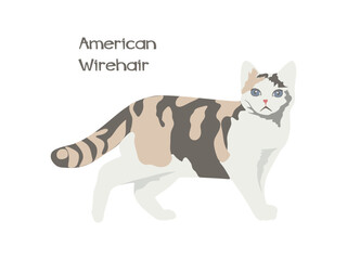 Fototapeta na wymiar Cat American Wirehair flat illustration. American Wirehair illustration isolated on white background. vector illustration