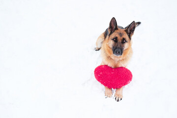 Postcard with dog for Valentines Day. German Shepherd lies on white snow next to pink toy heart. Beautiful banner and plenty of space for text or design. Web banner. Viva magenta color of 2023 year.