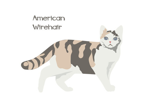 Cat American Wirehair flat illustration. American Wirehair illustration isolated on white background. vector illustration