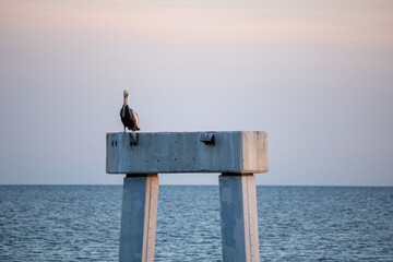 Pelican on Fort Myers pier dock pilings after Hurricane Ian