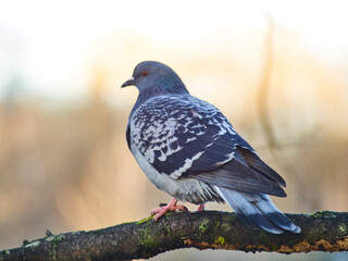 A dove sits on a branch waiting for children.