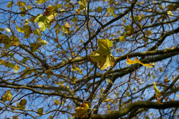 Yellow leaves on a tree during Autumn in Netherlands