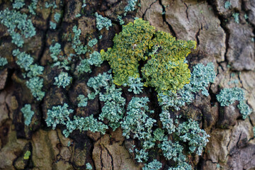 Lichen on tree bark in Netherlands