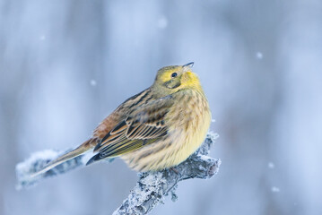 Yellowhammer (Emberiza citrinella) sitting on a snowy branch and looking in the sky in winter with light snowfall.