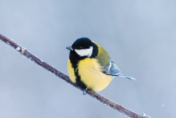 Great tit (Parus major) sitting on a branch in winter.