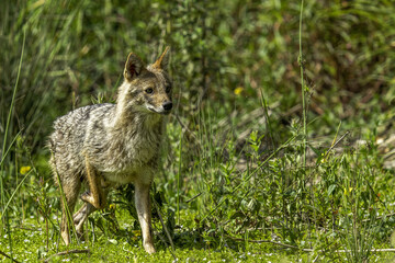 black backed jackal