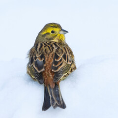 Yellowhammer (Emberiza citrinella) sitting in the snow looking back in winter.