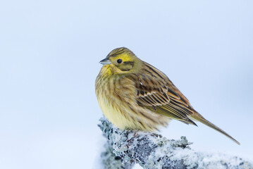 Yellowhammer (Emberiza citrinella) sitting on a snowy branch in winter.
