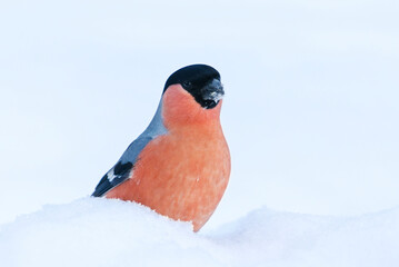 Eurasian bullfinch (Pyrrhula pyrrhula) male standing in snow in winter.
