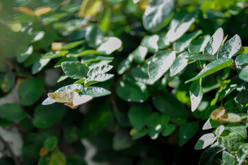 ficus pumila or climbing fig