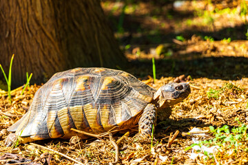 Tortoise crawling on the forest floor in Athens Greece.