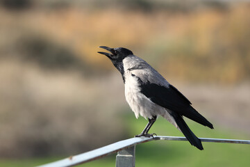 Hooded crow in a city park in Israel