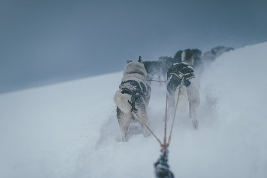 sled dogs