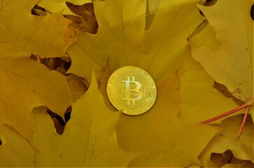 autumn leaves yellow gold