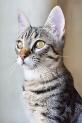 close up portrait of a cat
